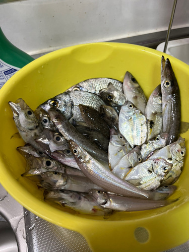 アジの釣果