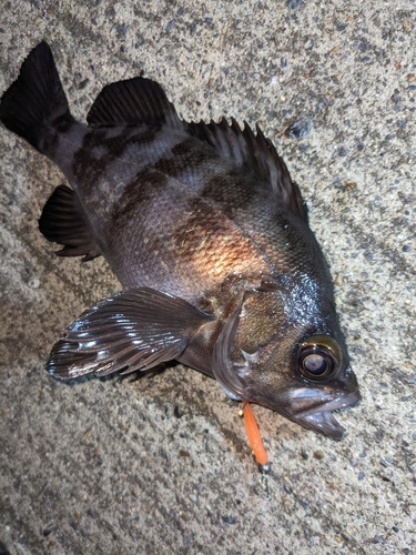 ヨロイメバルの釣果