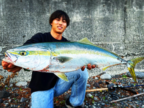 ブリの釣果