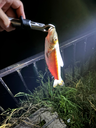 ニゴイの釣果