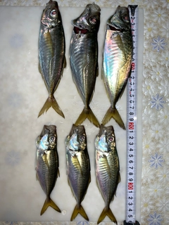 アジの釣果