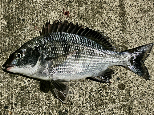 チヌの釣果