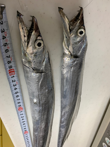 タチウオの釣果