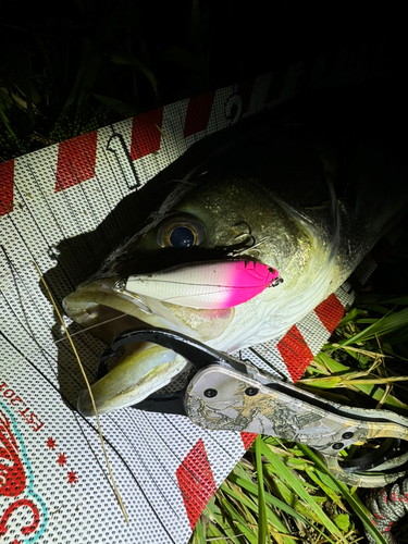 シーバスの釣果