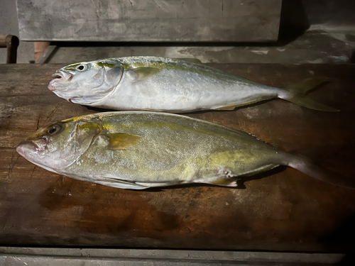 ネリゴの釣果