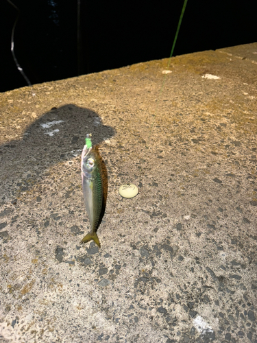 サバの釣果