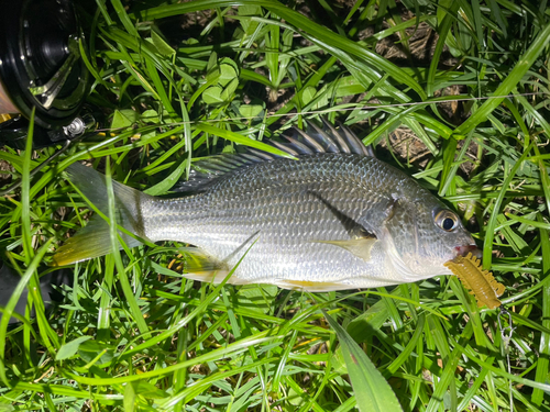 キビレの釣果