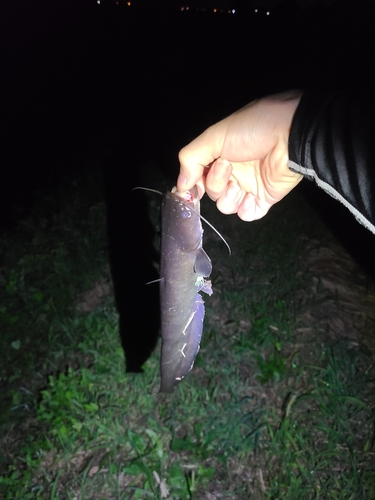 マナマズの釣果