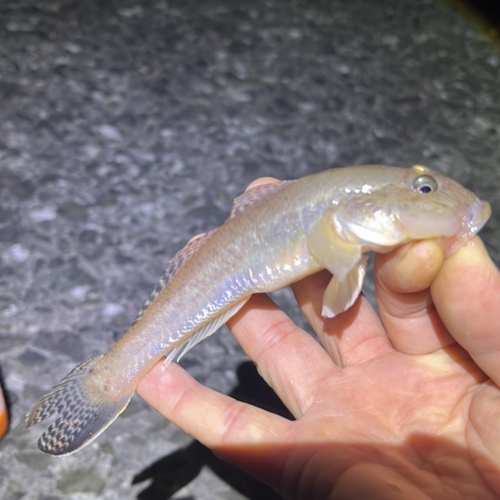 マハゼの釣果