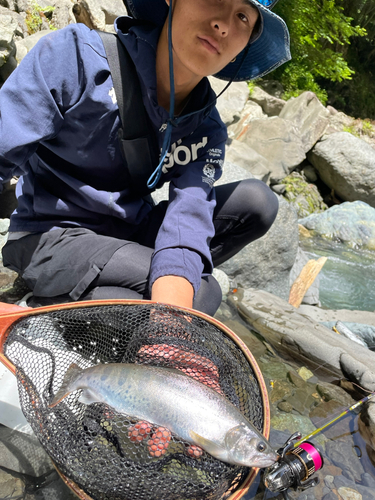 アマゴの釣果