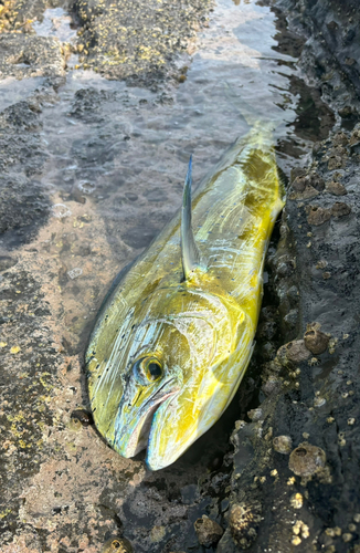 シイラの釣果