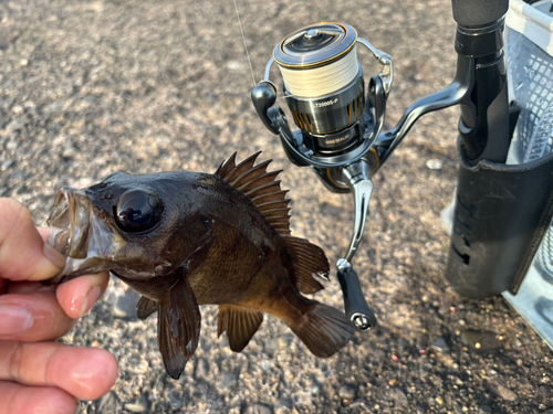 メバルの釣果