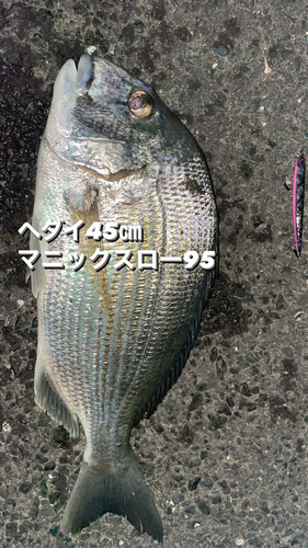 ヘダイの釣果