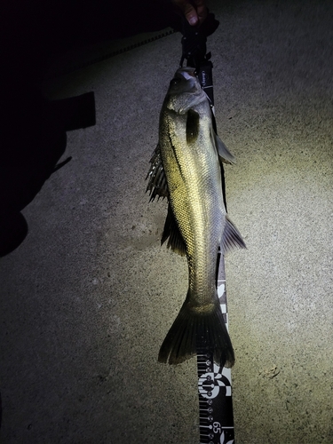 シーバスの釣果