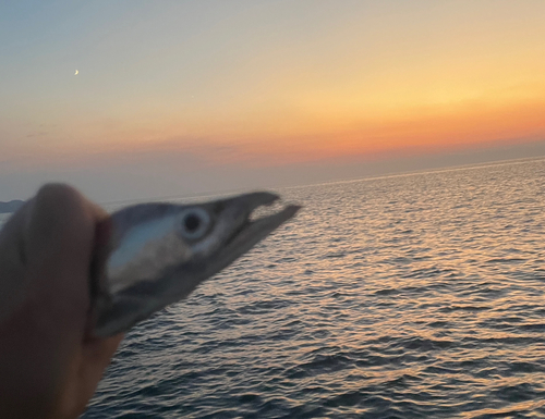 タチウオの釣果