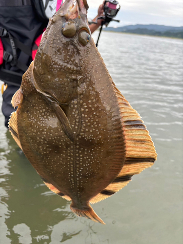 ヌマガレイの釣果