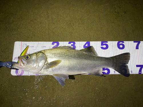 シーバスの釣果