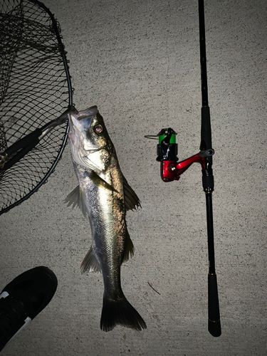 シーバスの釣果