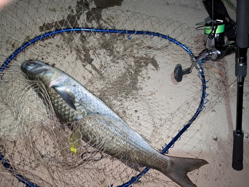 ボラの釣果