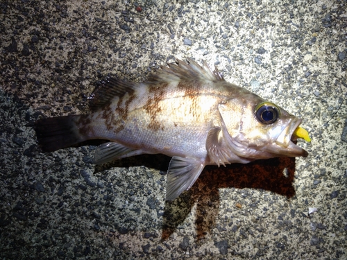 メバルの釣果