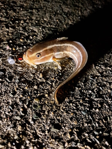 ゴンズイの釣果