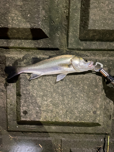 セイゴ（マルスズキ）の釣果