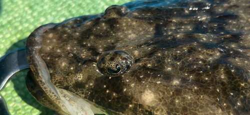 マゴチの釣果