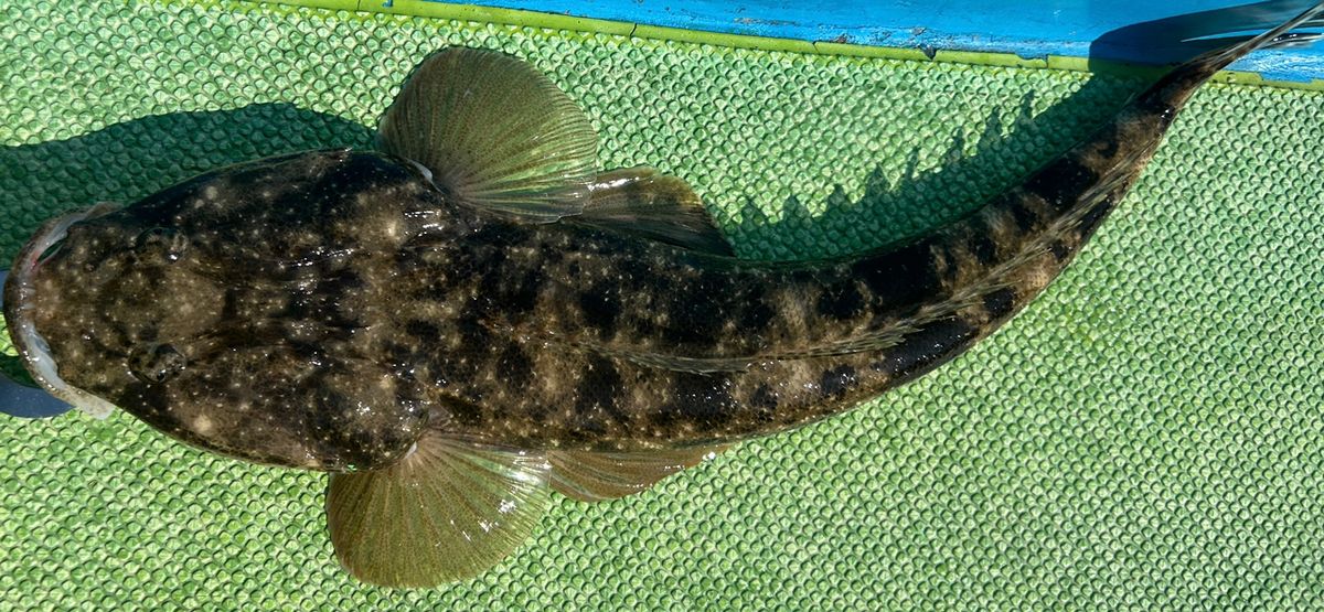 コッスーFさんの釣果 2枚目の画像