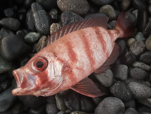 キントキダイの釣果