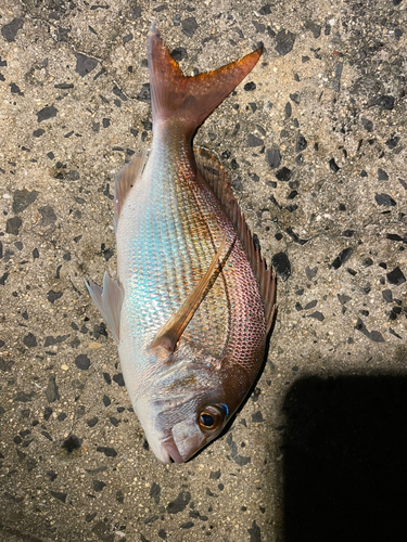 タイの釣果