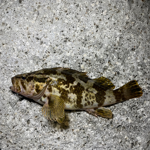 タケノコメバルの釣果