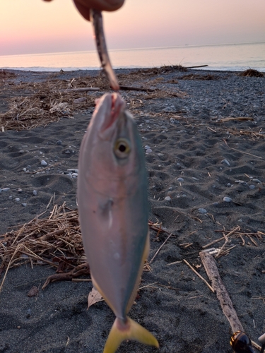 ワカシの釣果