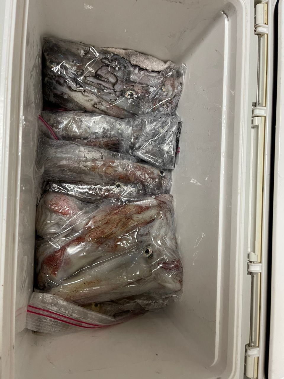 のぐっちゃんNNさんの釣果 2枚目の画像