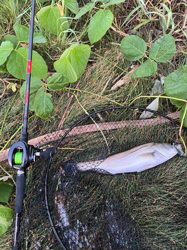 スズキの釣果