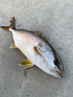 ショゴの釣果