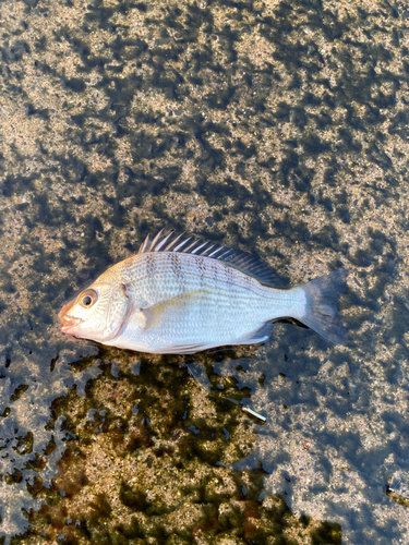 キビレの釣果