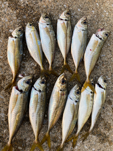 アジの釣果