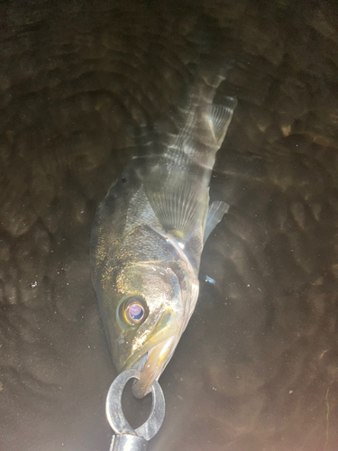 セイゴ（マルスズキ）の釣果