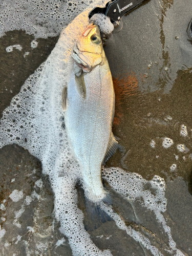 ヒラスズキの釣果