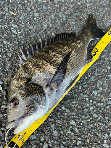 クロダイの釣果