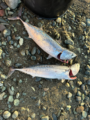 ソウダガツオの釣果