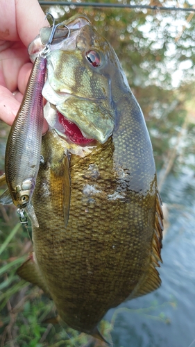 スモールマウスバスの釣果