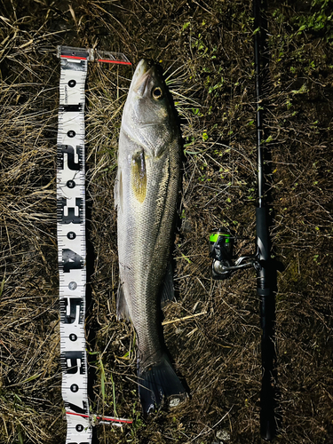 スズキの釣果