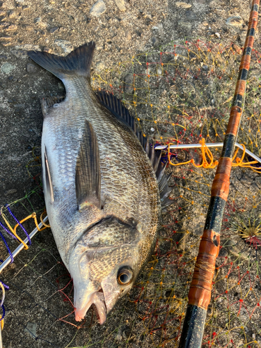 クロダイの釣果