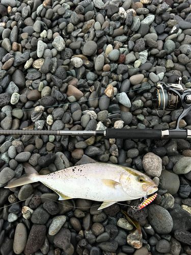 ショゴの釣果