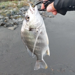 キビレの釣果