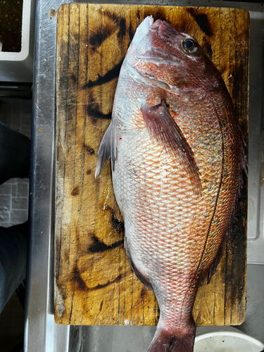 タイの釣果