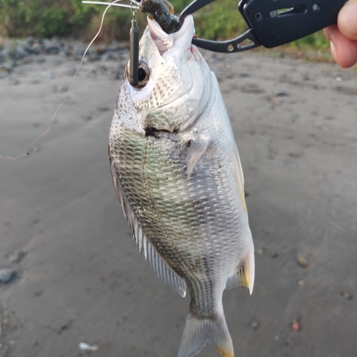 キビレの釣果