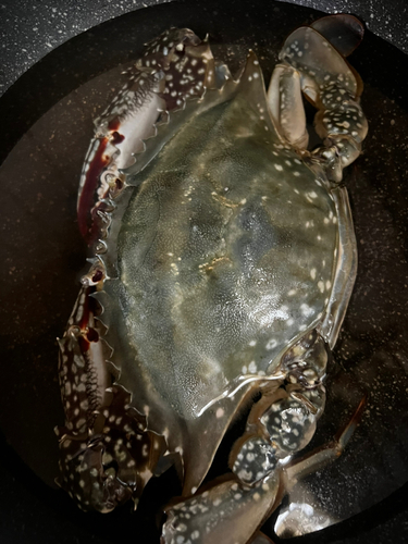 ワタリガニの釣果