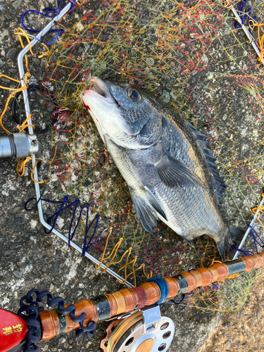 クロダイの釣果